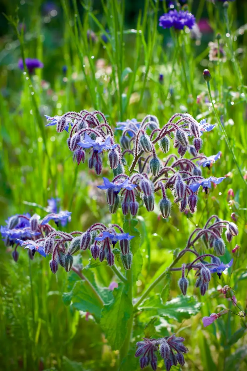selective focus photography of blue flower buds during daytime